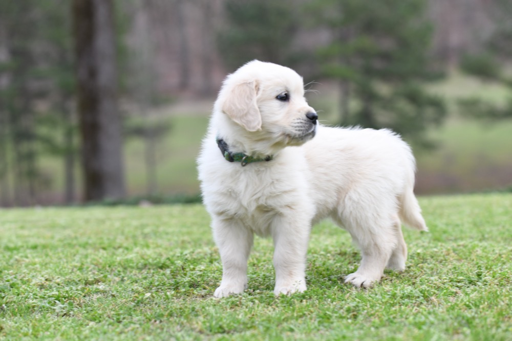 Tara's 6 1/2 Week Old Miss Green Dottie