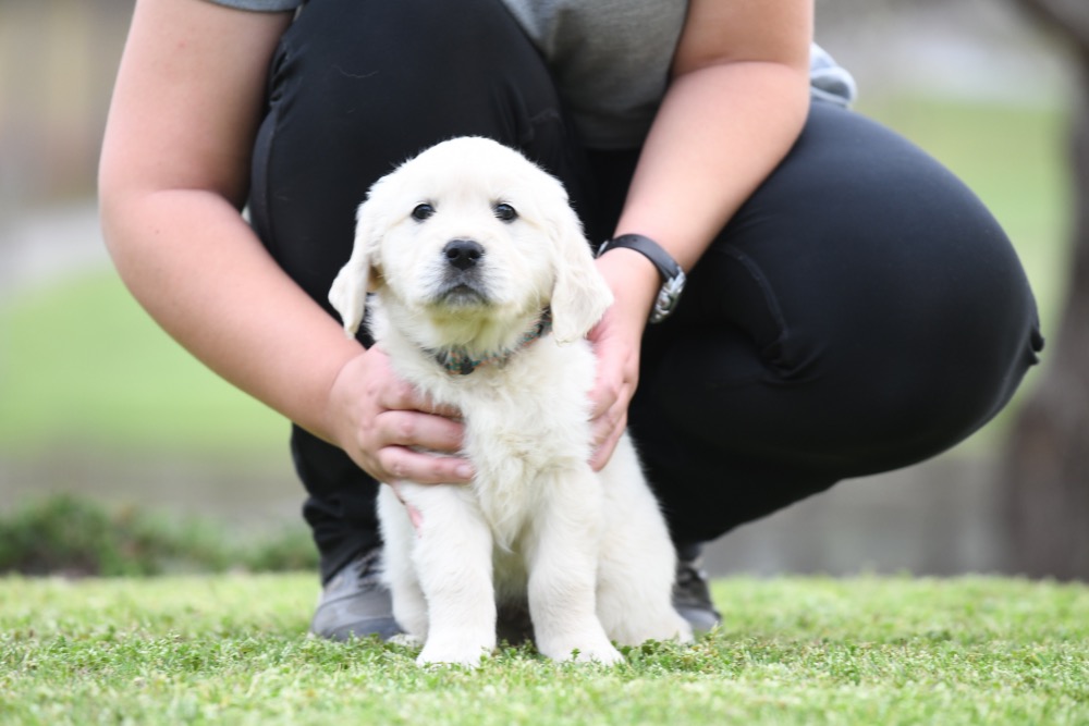 Tara's 6 1/2 Week Old Miss Orange Dottie