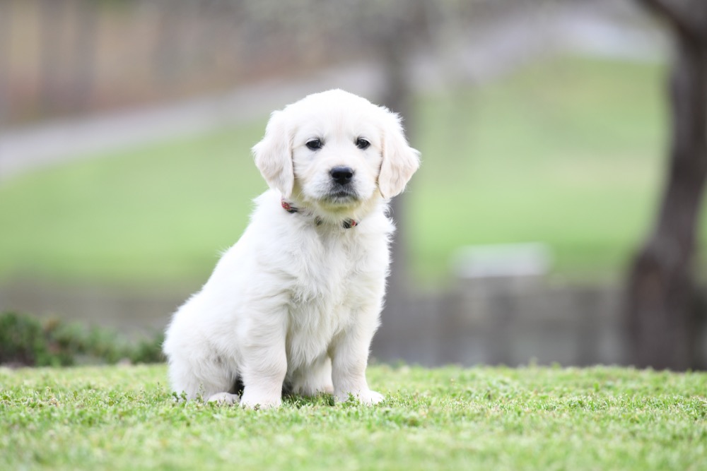 Tara's 6 1/2 Week Old Miss Pink Dottie