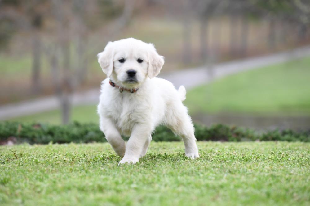Tara's 6 1/2 Week Old Miss Pink Dottie