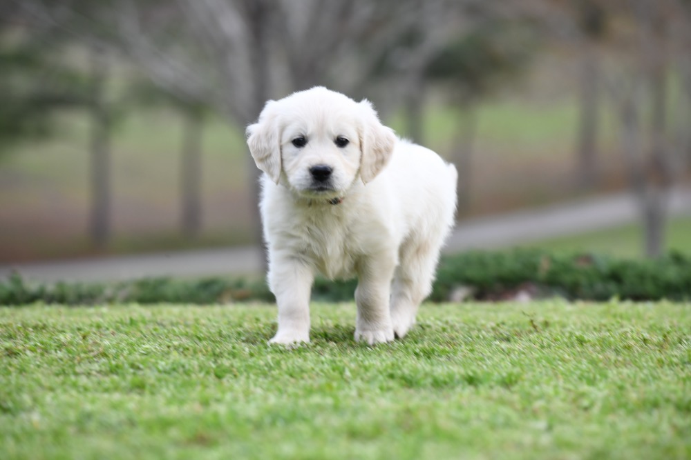 Tara's 6 1/2 Week Old Miss Pink Dottie