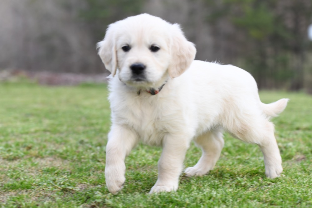 Tara's 6 1/2 Week Old Puppies - Miss Pink Dottie