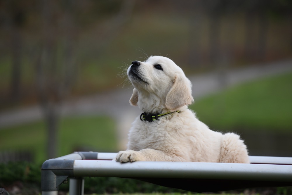 Positive sales puppy training