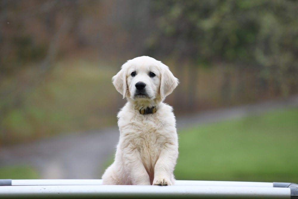 Eva's 8 1/2 Week Old Mr. Yellow