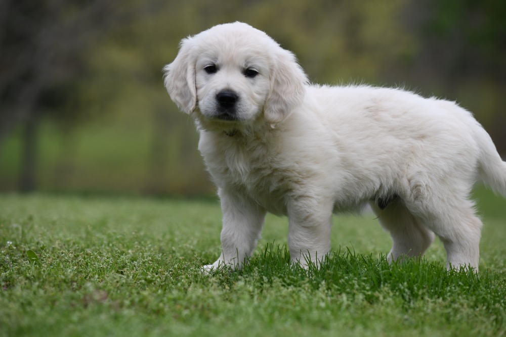 Piper's 6 Week Old Mr. Camo