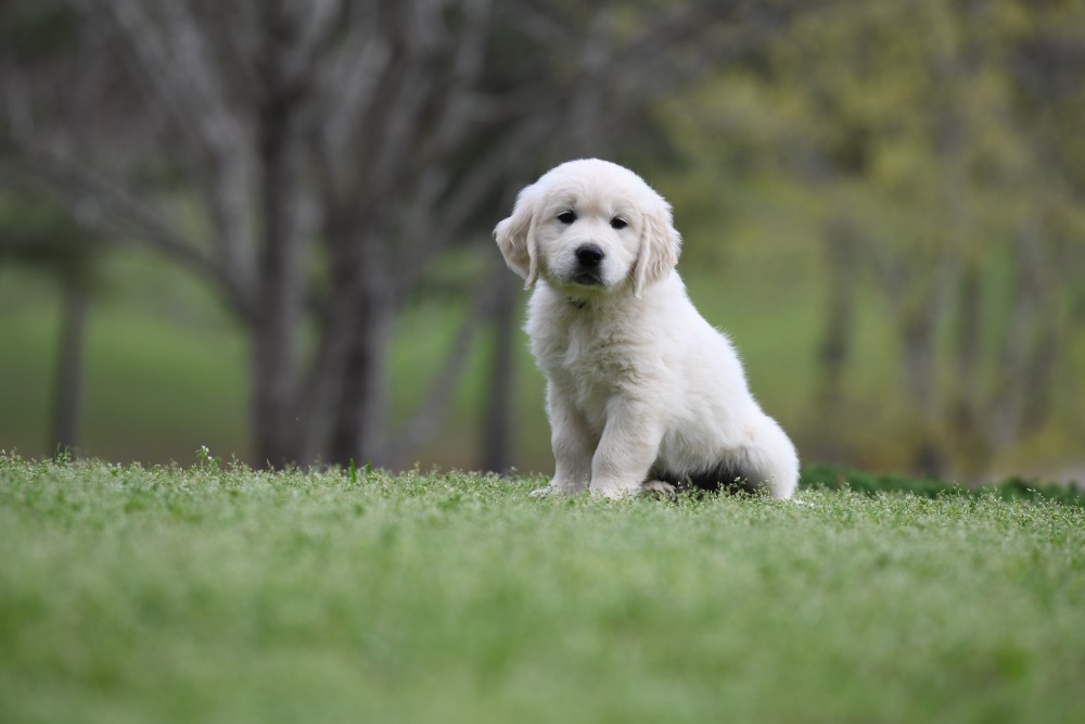Piper's 6 Week Old Mr. RB