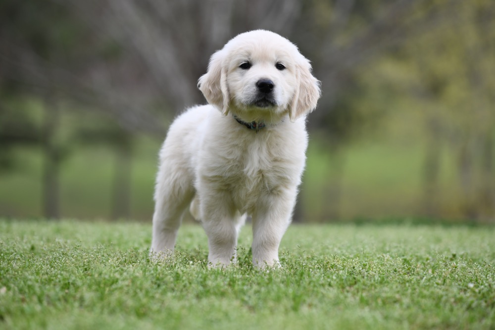 Piper's 6 Week Old Mr. RB