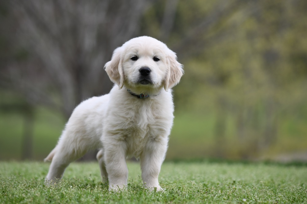 Piper's 6 Week Old Mr. RB