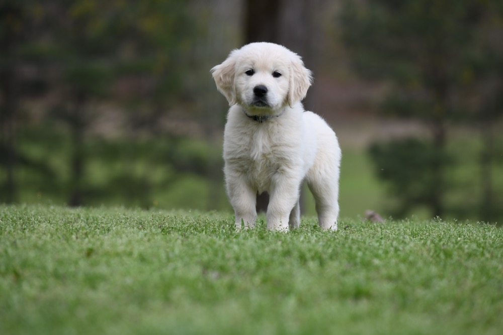 Piper's 6 Week Old Mr. RB
