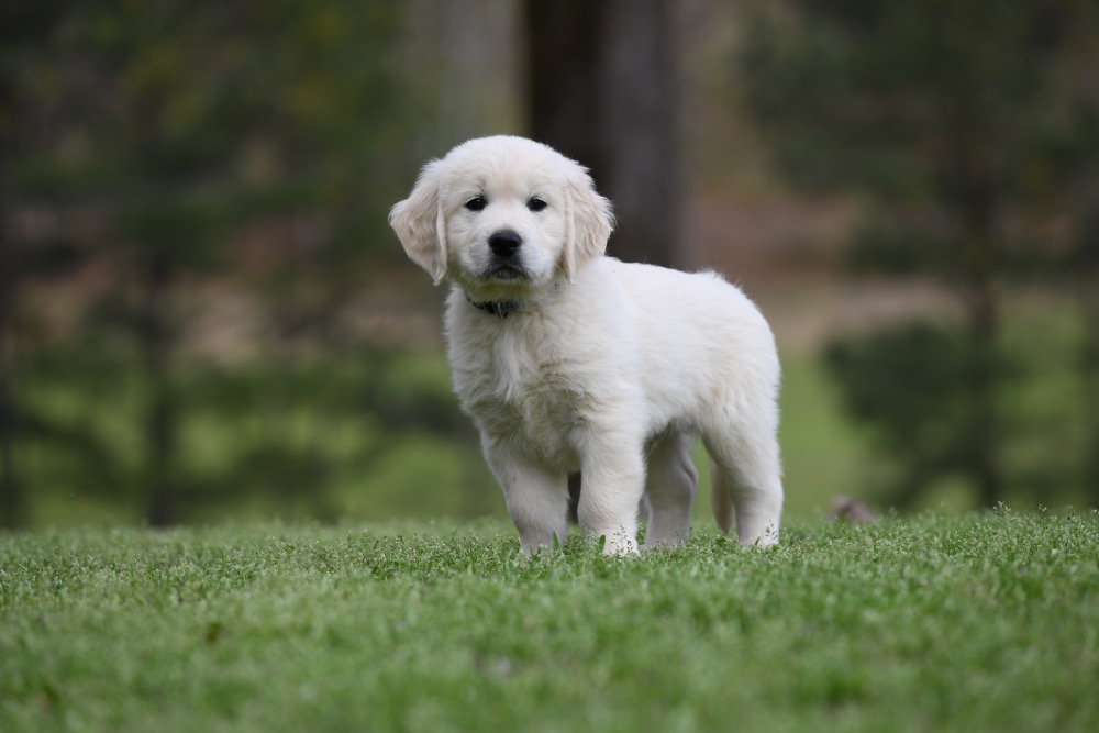 Piper's 6 Week Old Mr. RB