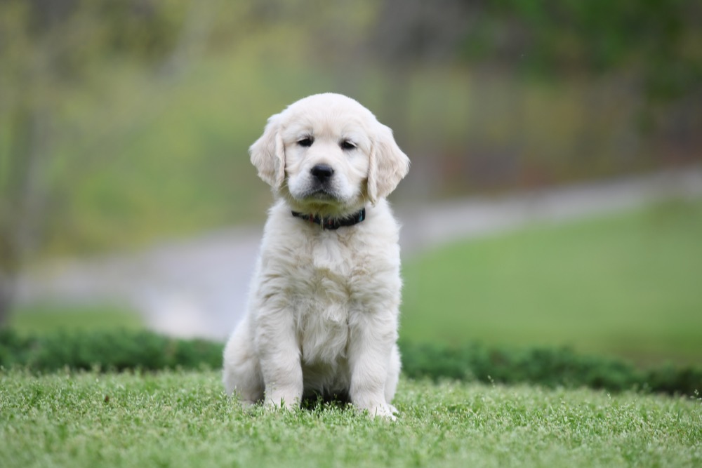 Piper's 6 Week Old Miss Bubbles