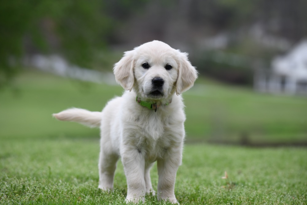 Piper's 6 Week Old Miss Lady Bug