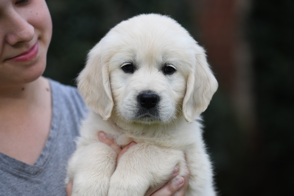 how do you fly with a puppy in the cabin