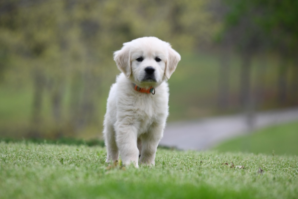 Piper's 6 Week Old Miss Bee