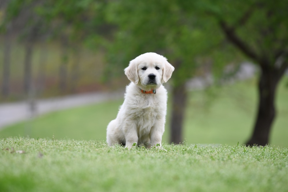 Piper's 6 Week Old Miss Bee