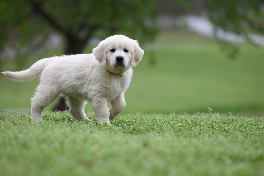 Piper's 6 Week Old Miss Bee