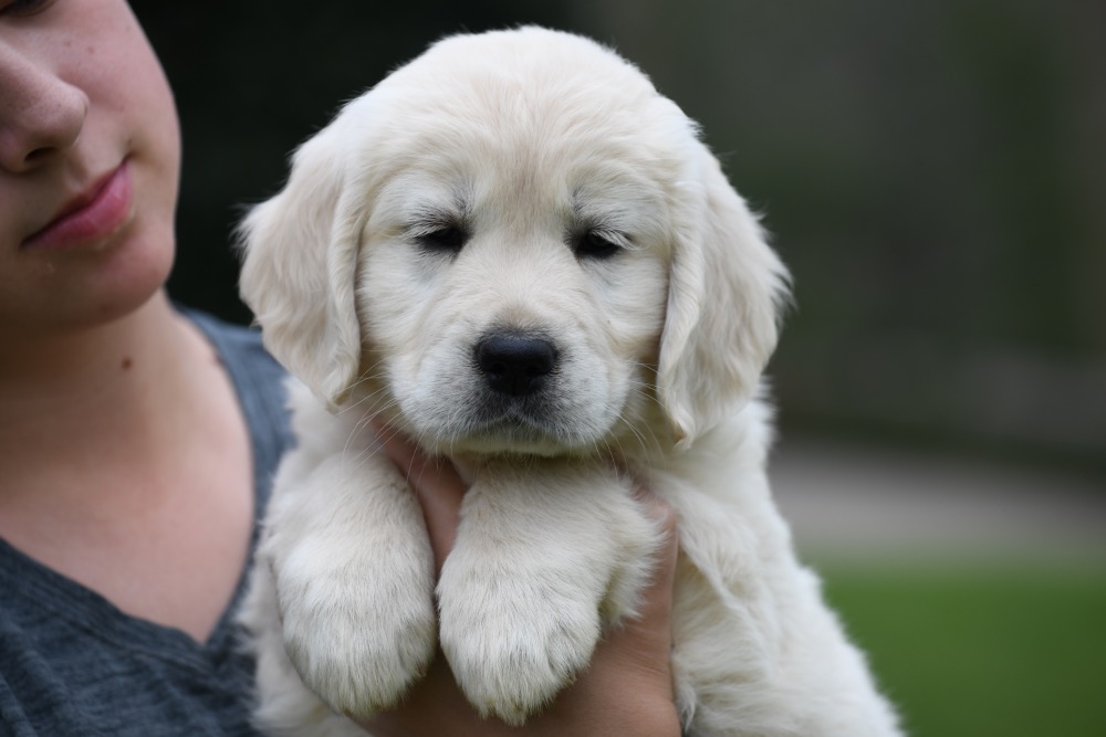 Piper's 6 Week Old Miss Paisley