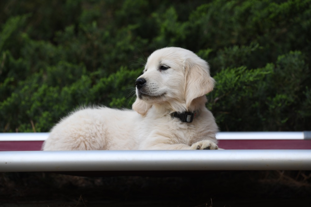 Tara's 8 Week Old Mr. LB