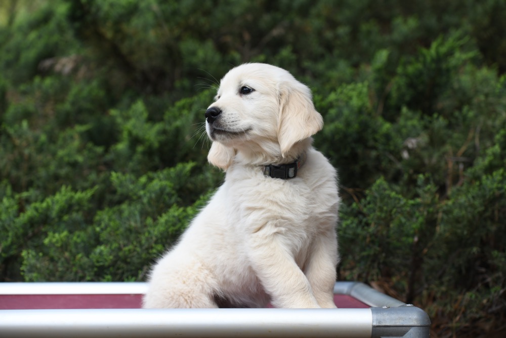 Tara's 8 Week Old Mr. LB