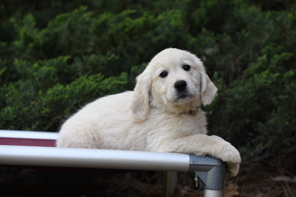 Tara's 8 Week Old Miss Orange Dottie