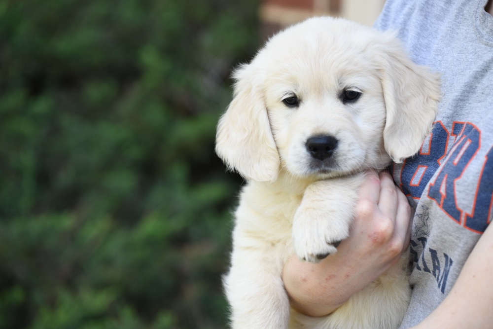 Tara's 8 Week Old Miss Orange Dottie