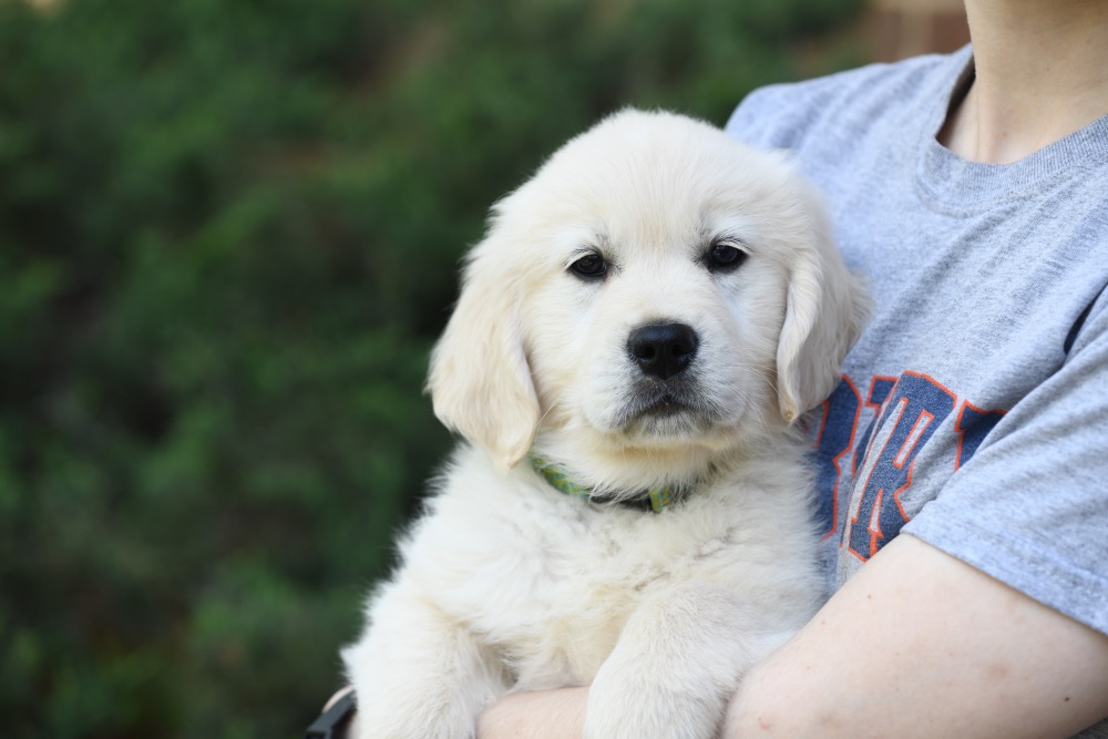 Tara's 8 Week Old Miss Green Dottie