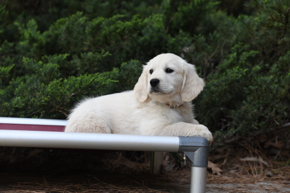 Tara's 8 Week Old Miss Pink Dottie