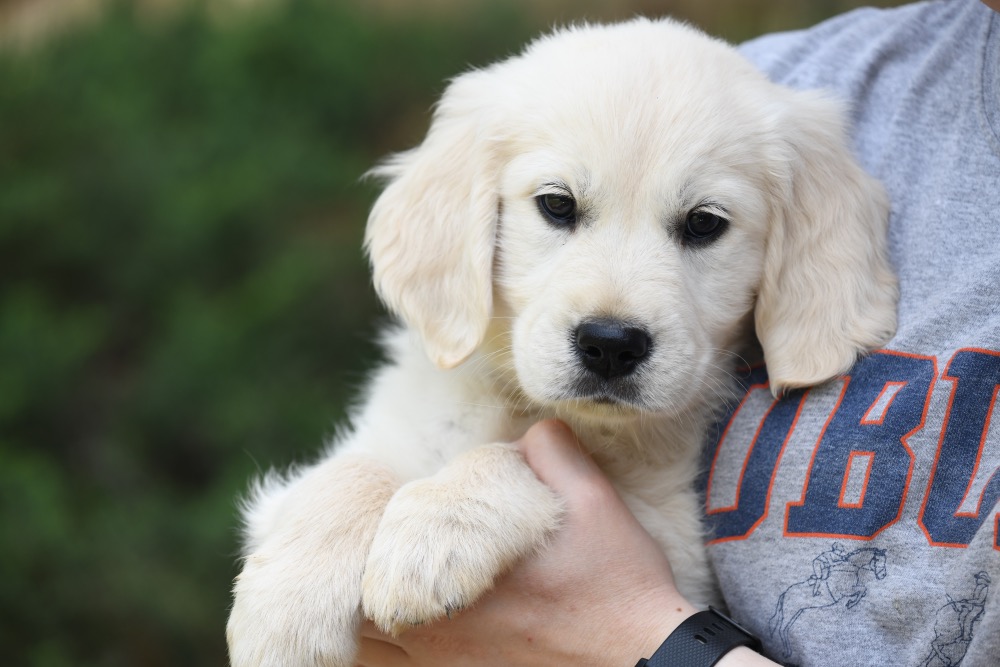 Tara's 8 Week Old Miss Pink Dottie