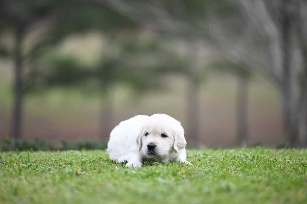 Piper's 4 Week Old Mr. RB