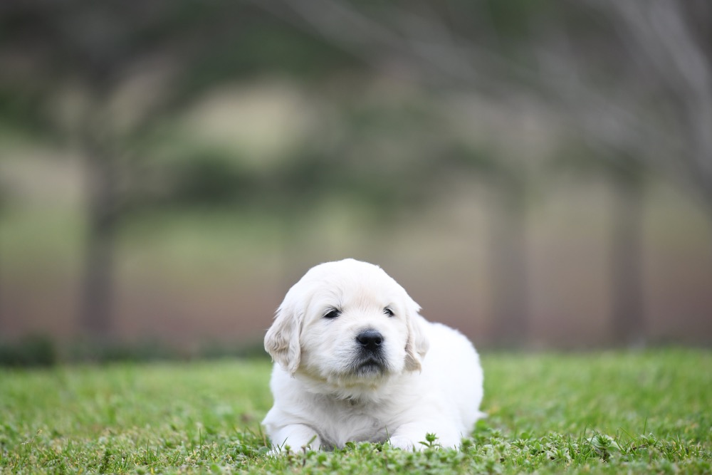 Piper's 4 Week Old Mr. RB