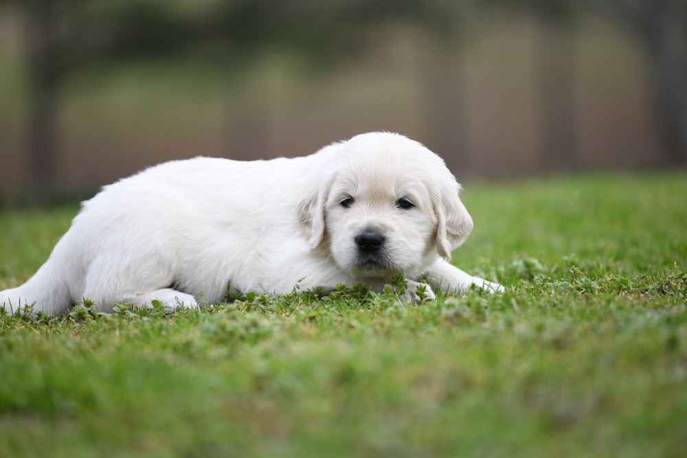 Piper's 4 Week Old Mr. RB