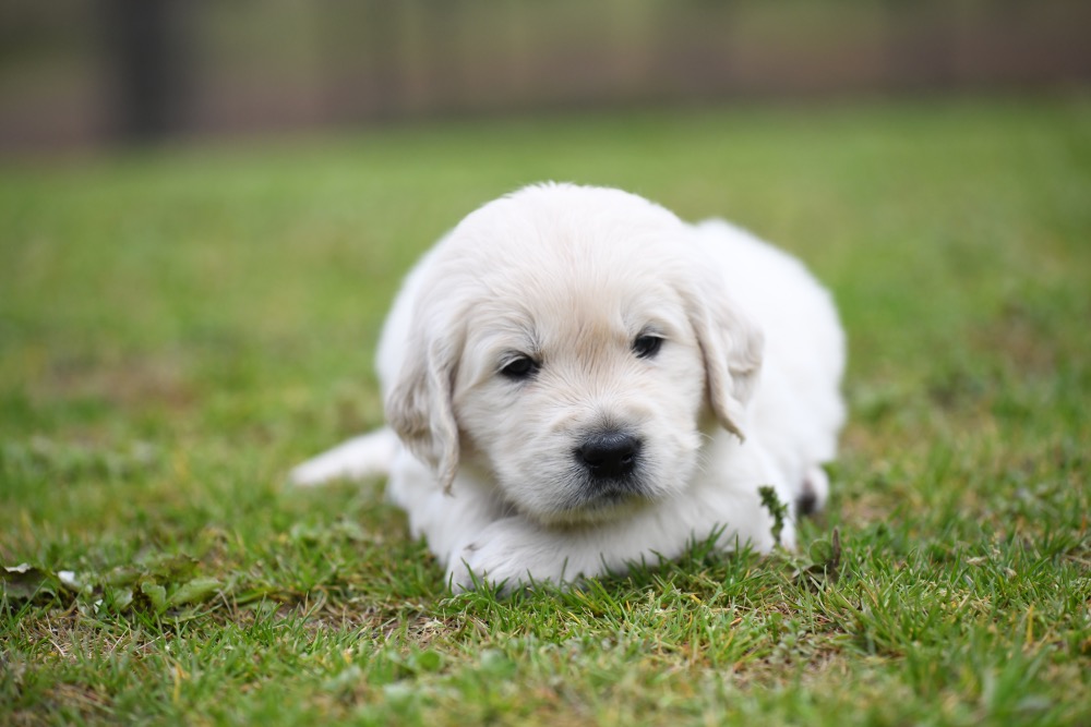 Piper's 4 Week Old Mr. RB
