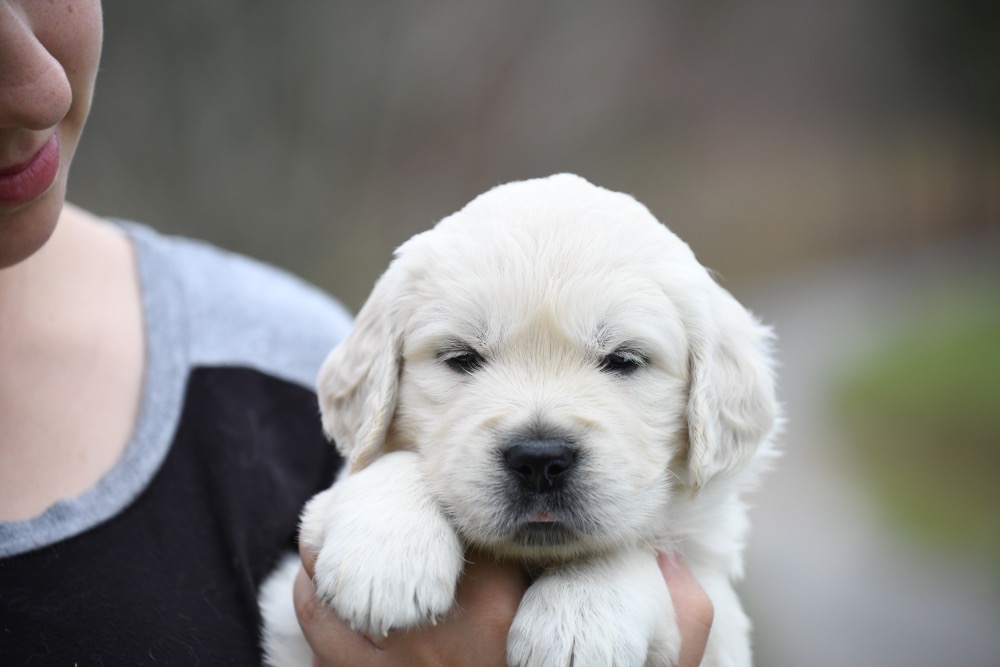 Piper's 4 Week Old Mr. Camo