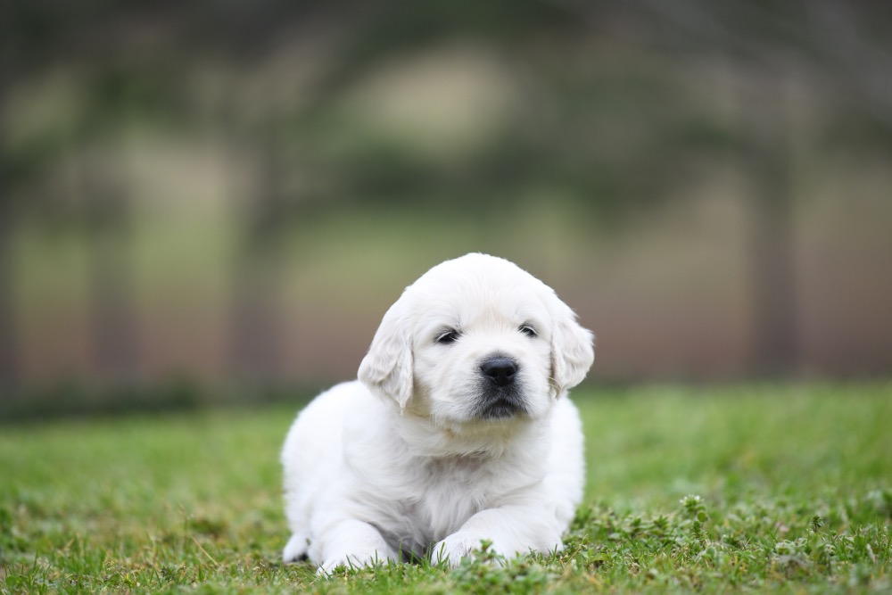 Piper's 4 Week Old Mr. Camo