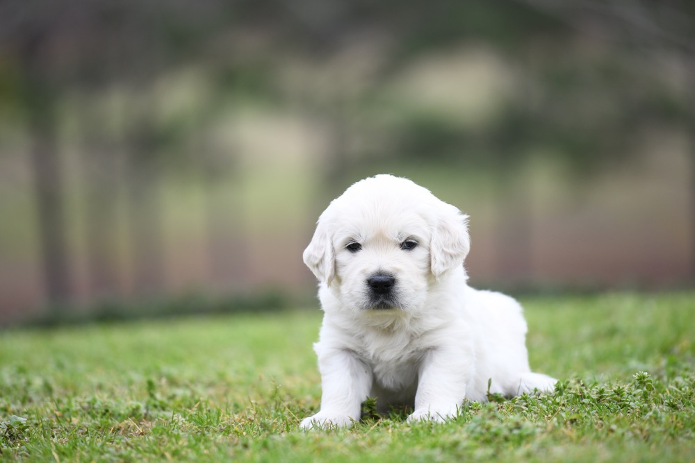 Piper's 4 Week Old Mr. Camo