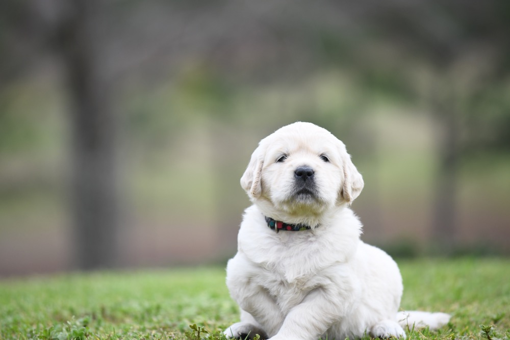 Piper's 4 Week Old Miss Bubbles