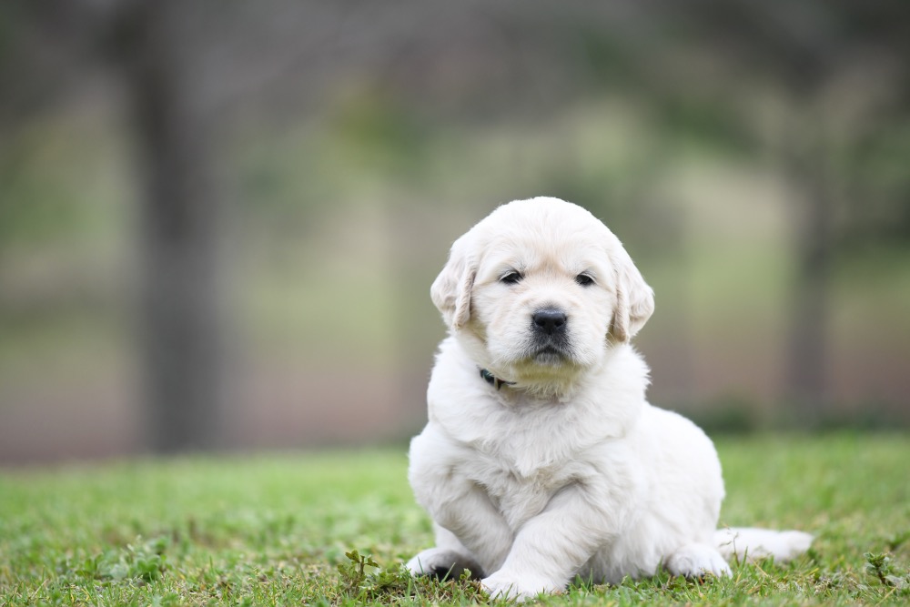Piper's 4 Week Old Miss Bubbles
