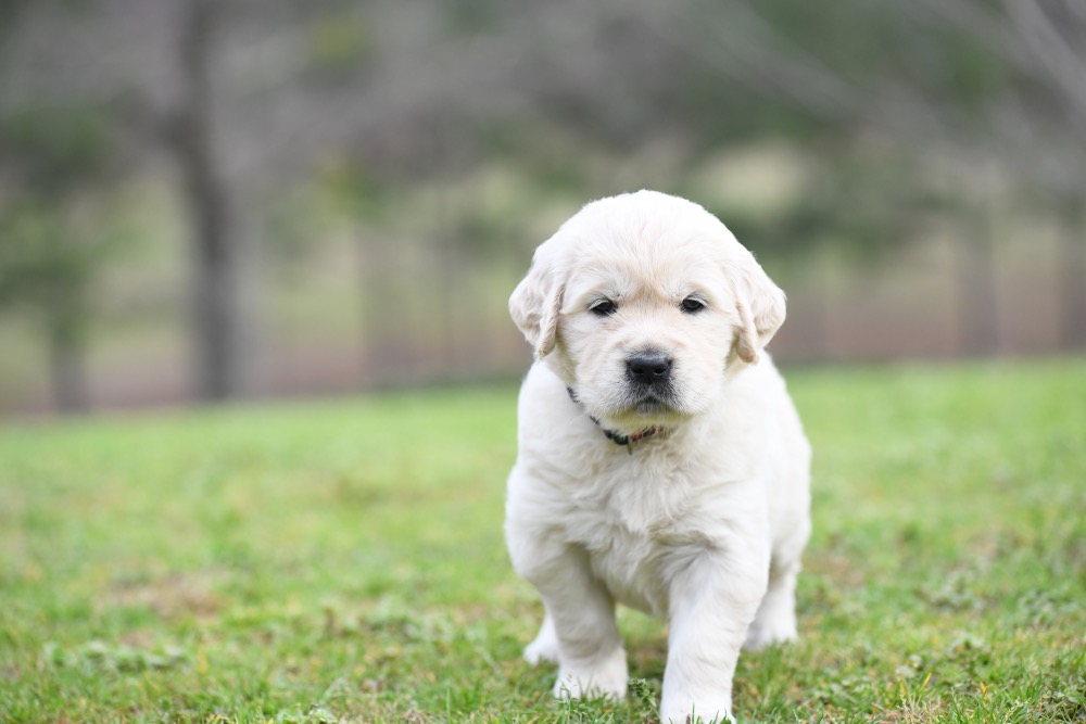 Piper's 4 Week Old Miss Bubbles