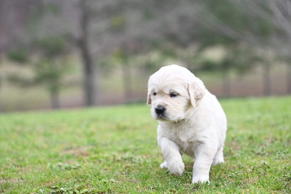 Piper's 4 Week Old Miss Bubbles