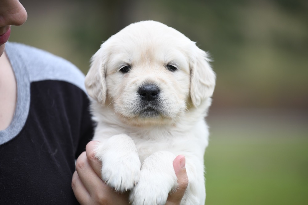 Piper's 4 Week Old Miss Paisley
