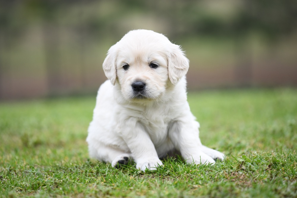 Piper's 4 Week Old Miss Paisley