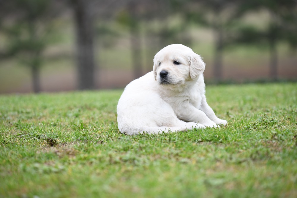 Piper's 4 Week Old Miss Paisley