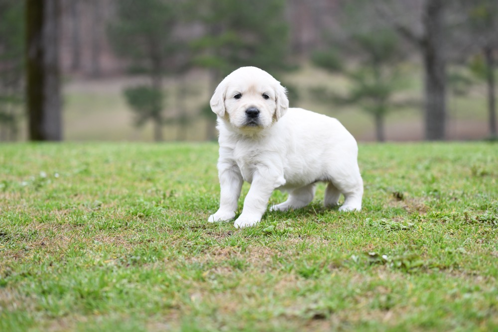 Piper's 4 Week Old Miss Paisley
