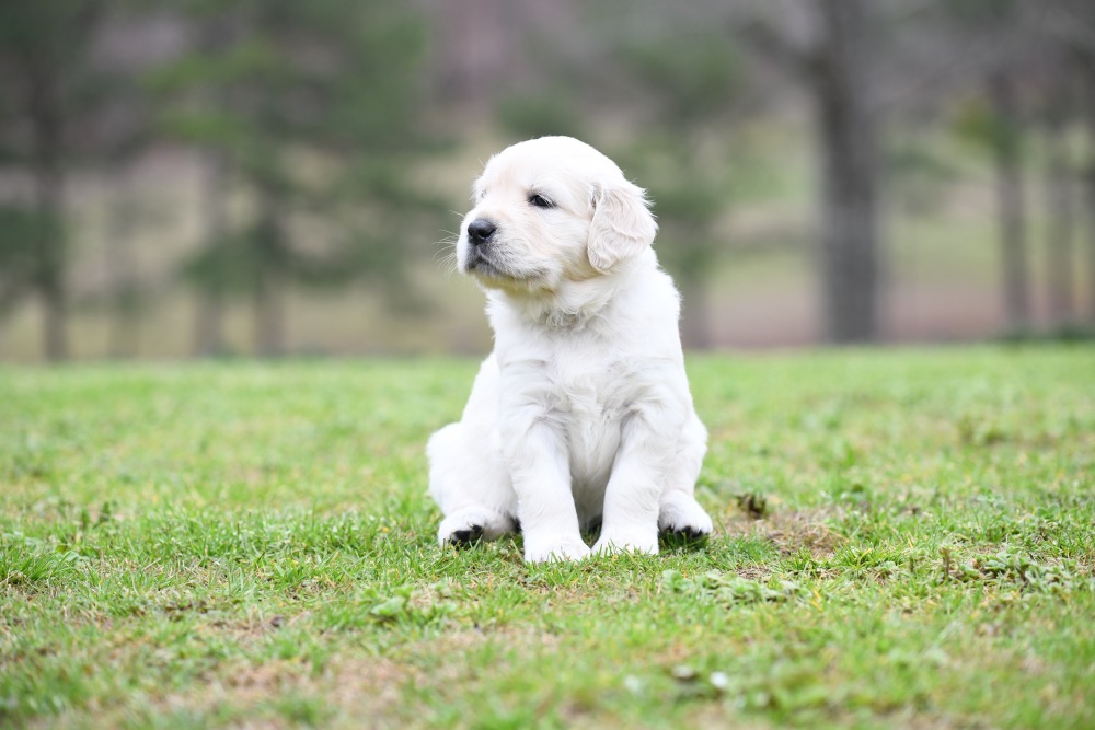 Piper's 4 Week Old Miss Paisley