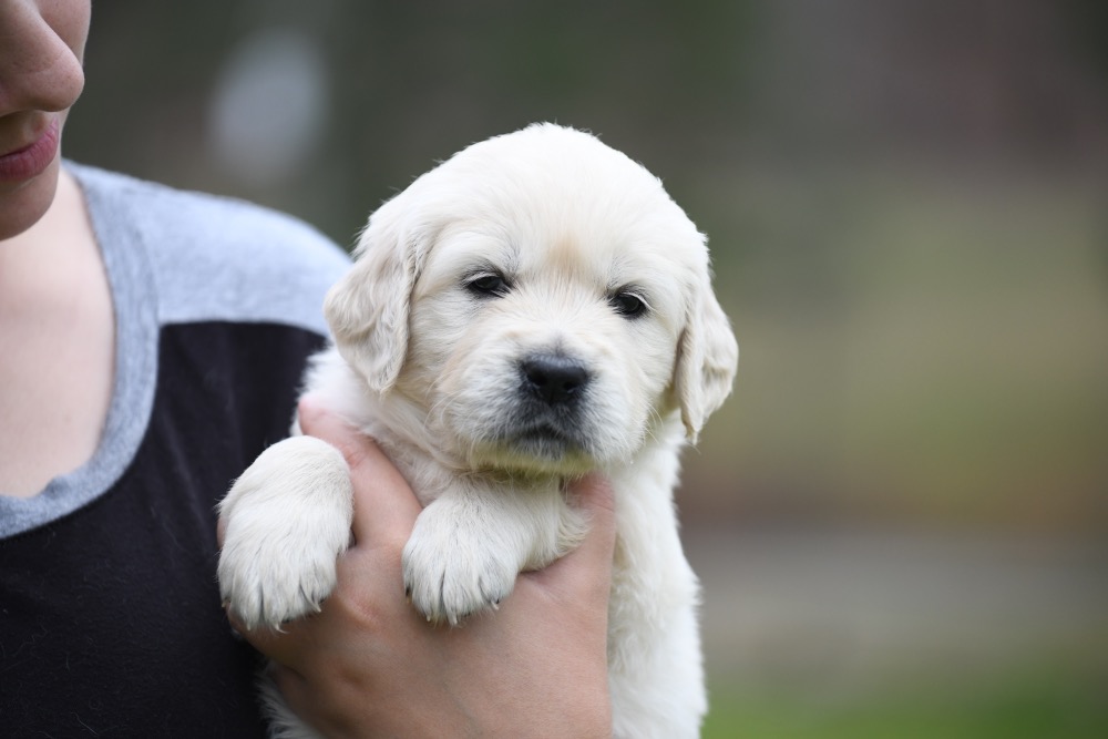 Piper's 4 Week Old Miss Bee