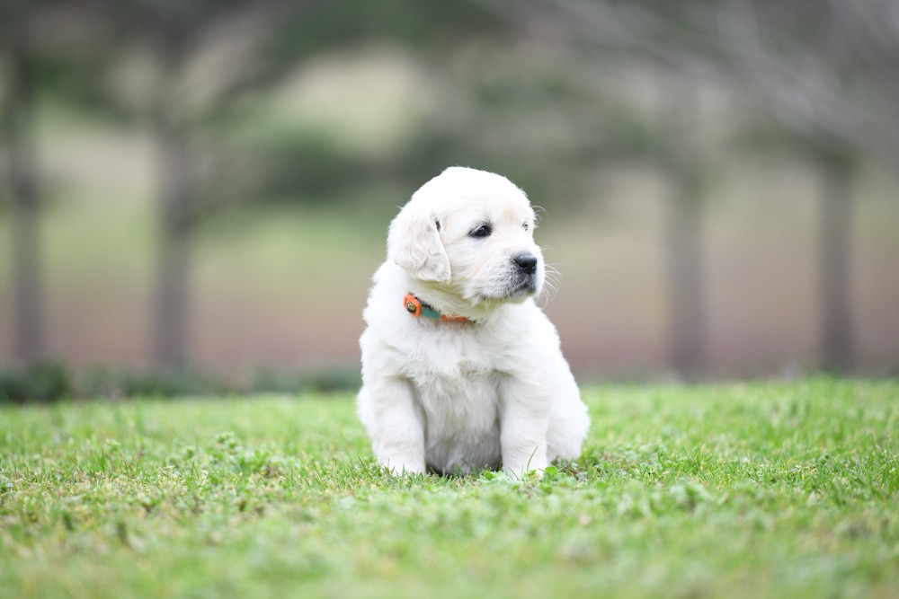 Piper's 4 Week Old Miss Bee