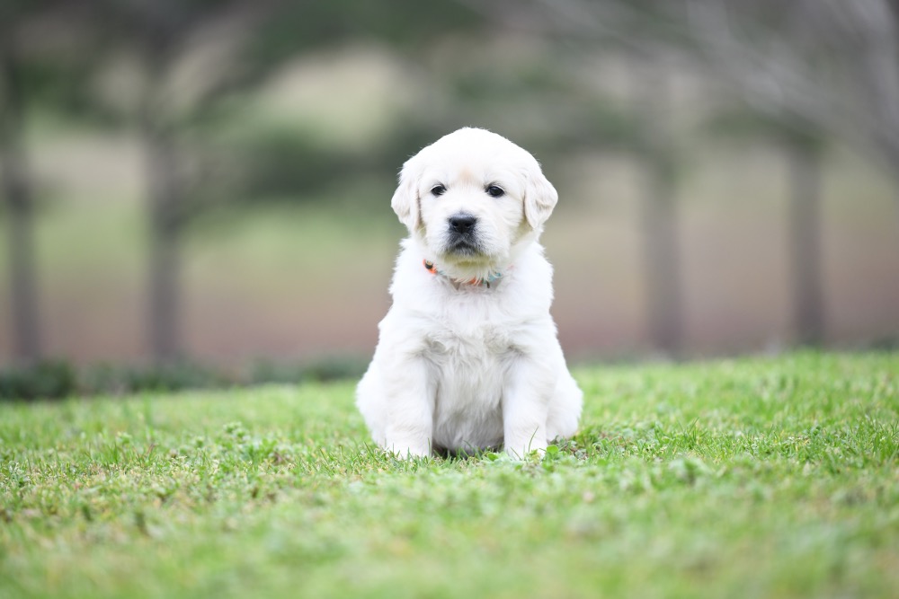 Piper's 4 Week Old Miss Bee