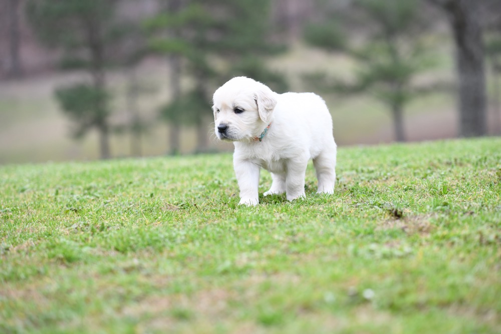 Piper's 4 Week Old Miss Bee