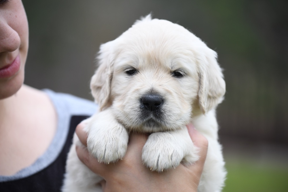 Piper's 4 Week Old Miss Teal Stripes