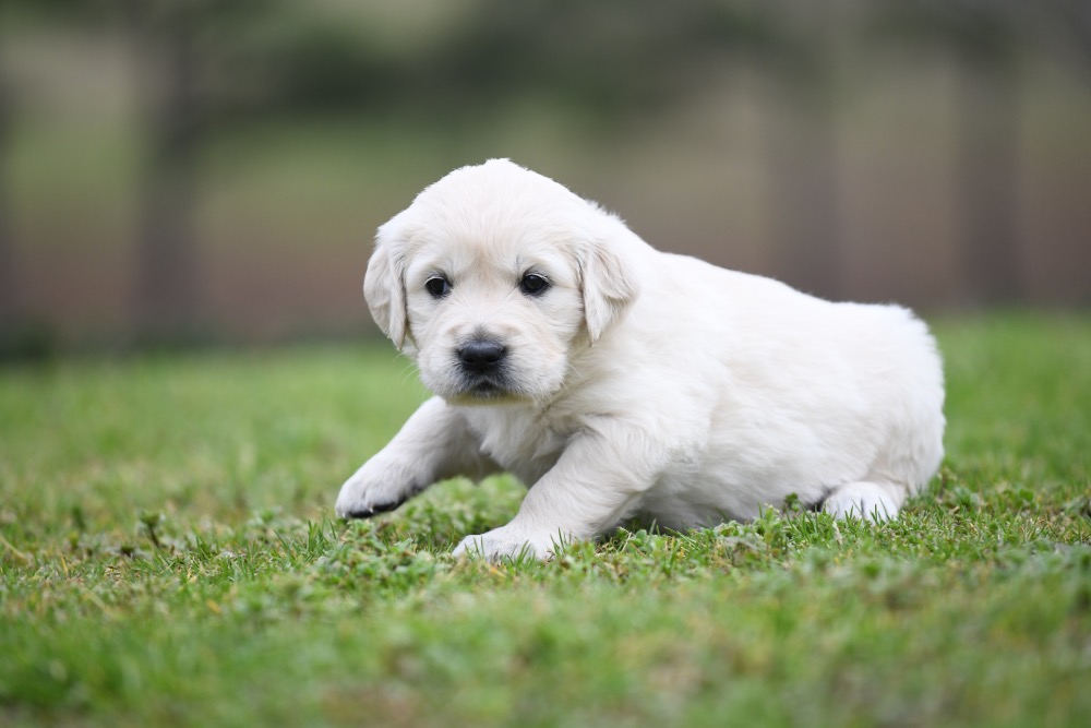 Piper's 4 Week Old Miss Lady Bug